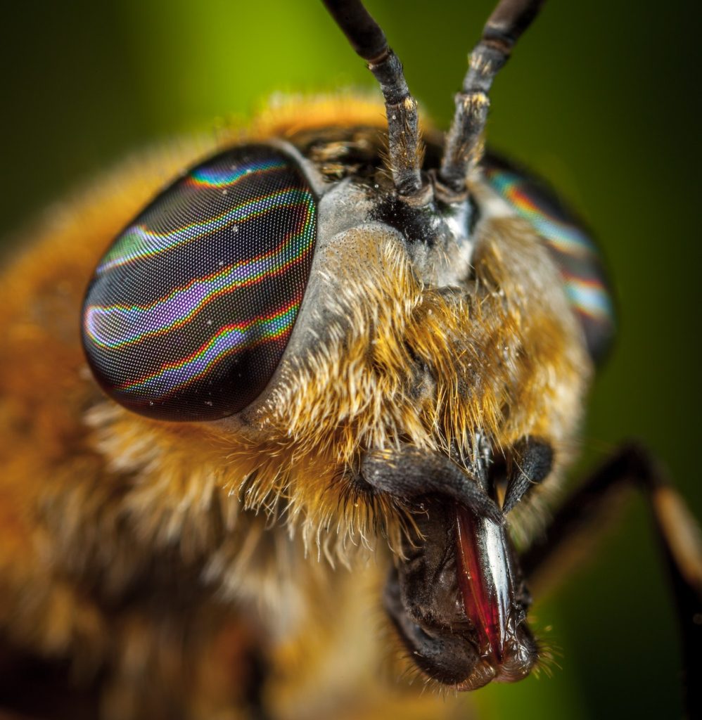 Close up Bee